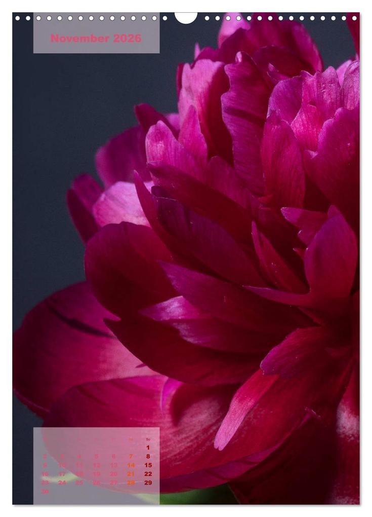 Weitere Ansicht: Die Königin der Rosen (Wandkalender 2026 DIN A3 hoch), CALVENDO Monatskalender | Susanne Stark Sugarsweet - Photo, Calvendo