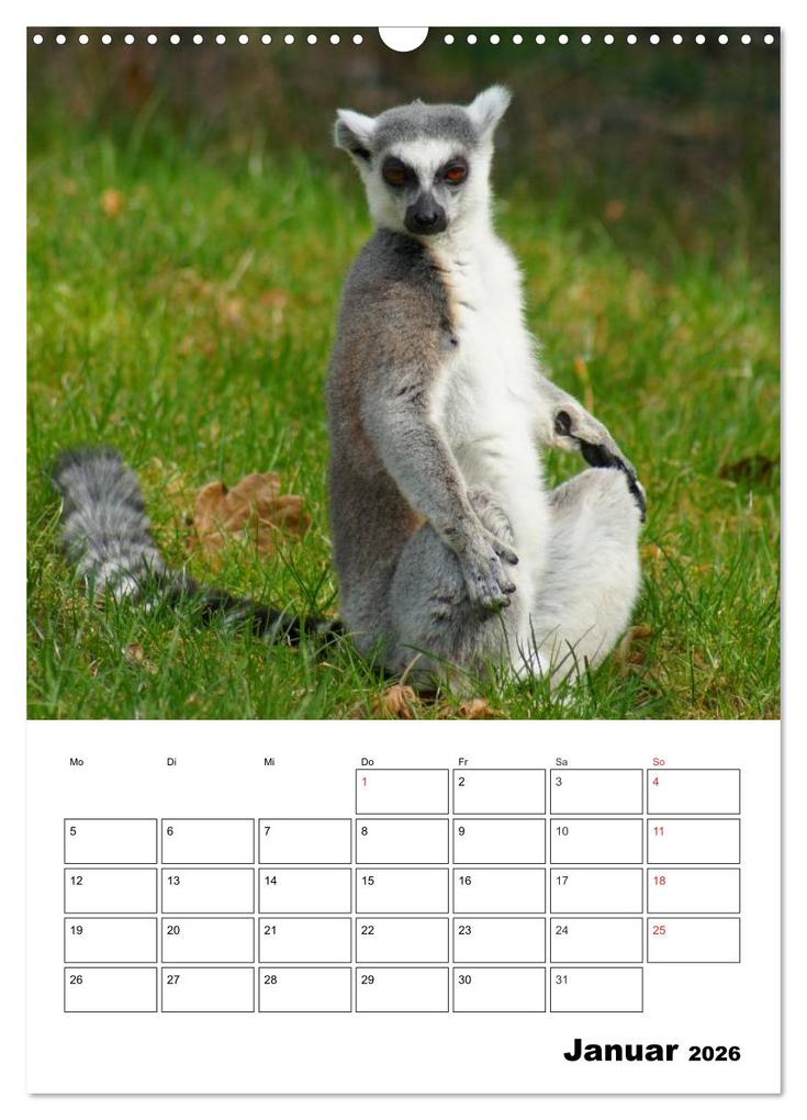 Weitere Ansicht: Katta Terminplaner (Wandkalender 2026 DIN A3 hoch), CALVENDO Monatskalender | Kattobello Kattobello, Calvendo, Kattobello