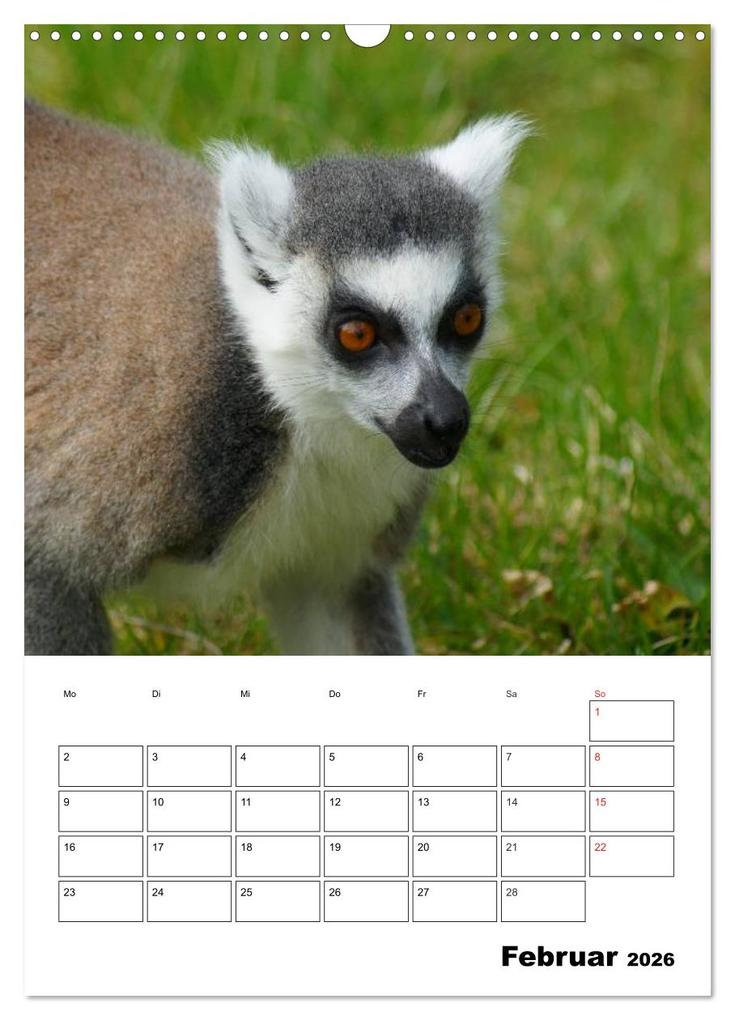 Weitere Ansicht: Katta Terminplaner (Wandkalender 2026 DIN A3 hoch), CALVENDO Monatskalender | Kattobello Kattobello, Calvendo, Kattobello