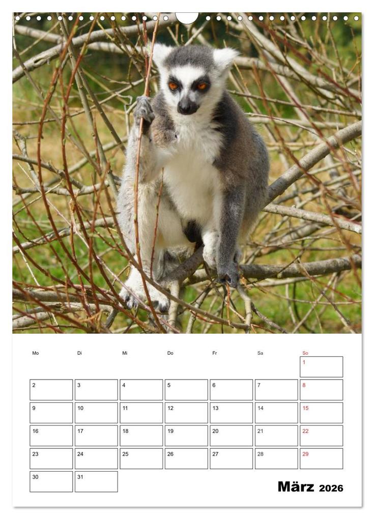 Weitere Ansicht: Katta Terminplaner (Wandkalender 2026 DIN A3 hoch), CALVENDO Monatskalender | Kattobello Kattobello, Calvendo, Kattobello