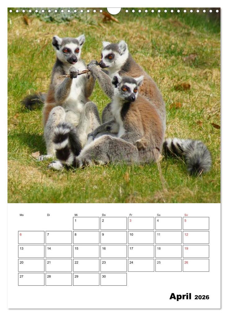 Weitere Ansicht: Katta Terminplaner (Wandkalender 2026 DIN A3 hoch), CALVENDO Monatskalender | Kattobello Kattobello, Calvendo, Kattobello