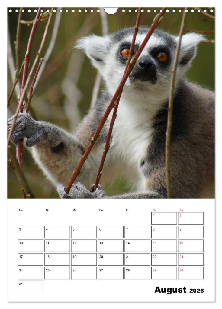 Weitere Ansicht: Katta Terminplaner (Wandkalender 2026 DIN A3 hoch), CALVENDO Monatskalender | Kattobello Kattobello, Calvendo, Kattobello