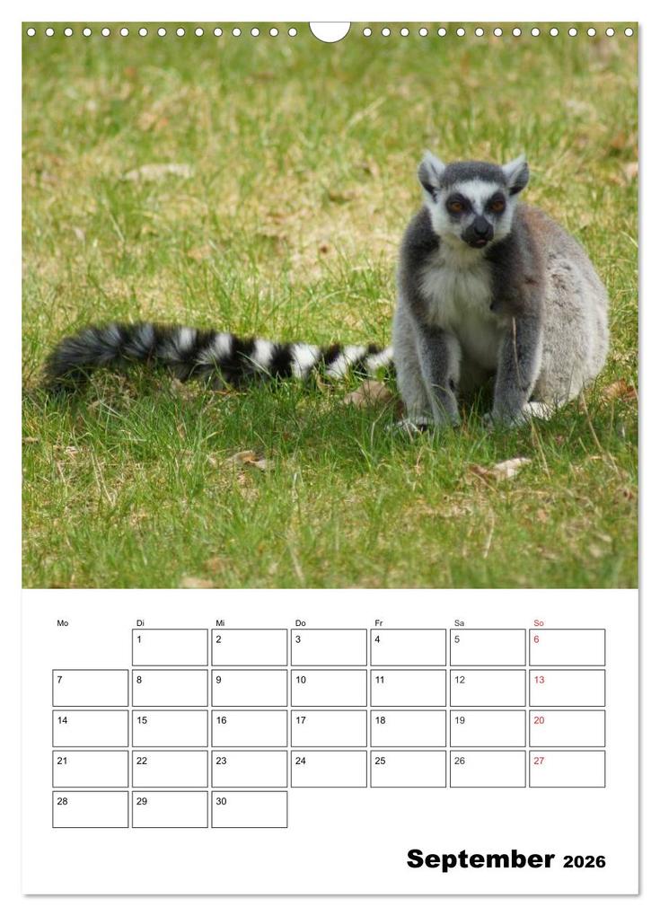 Weitere Ansicht: Katta Terminplaner (Wandkalender 2026 DIN A3 hoch), CALVENDO Monatskalender | Kattobello Kattobello, Calvendo, Kattobello