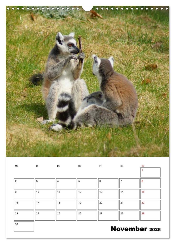 Weitere Ansicht: Katta Terminplaner (Wandkalender 2026 DIN A3 hoch), CALVENDO Monatskalender | Kattobello Kattobello, Calvendo, Kattobello