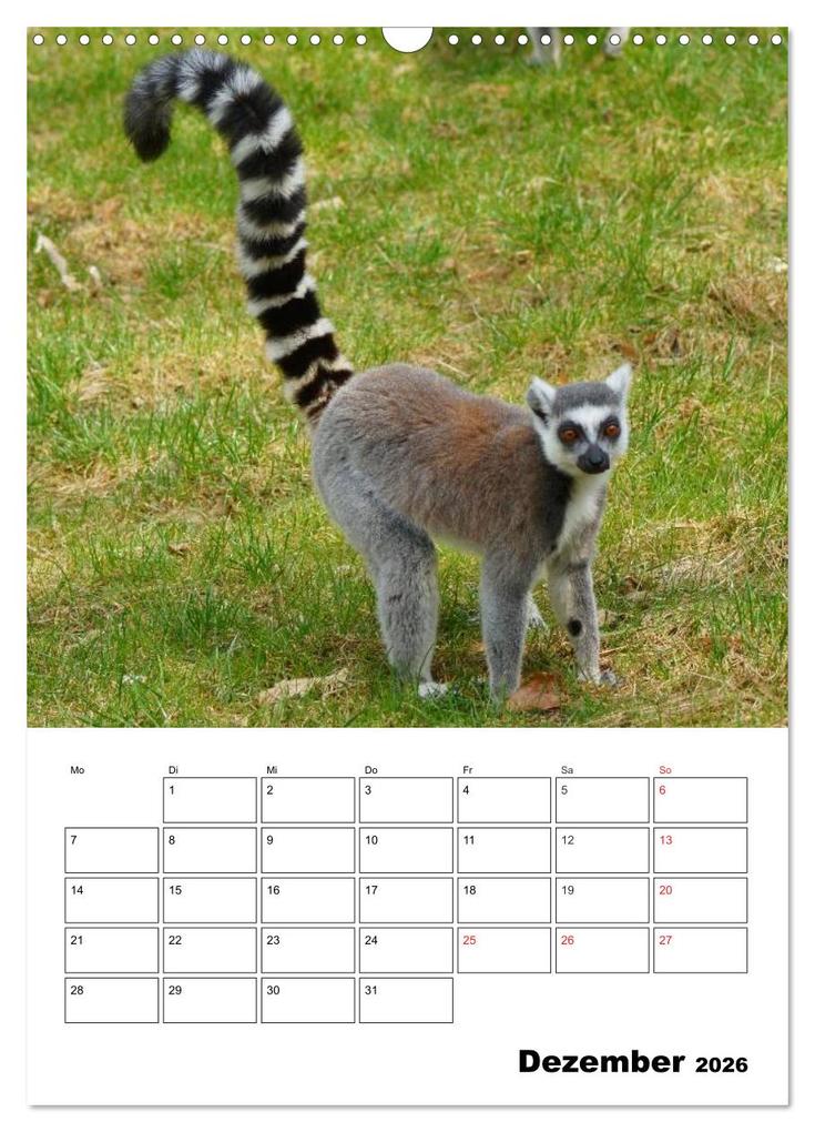 Weitere Ansicht: Katta Terminplaner (Wandkalender 2026 DIN A3 hoch), CALVENDO Monatskalender | Kattobello Kattobello, Calvendo, Kattobello