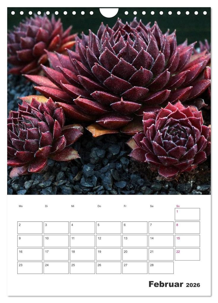 Weitere Ansicht: Ich liebe Sempervivum (Wandkalender 2026 DIN A4 hoch), CALVENDO Monatskalender | Calvendo, Martina Cross