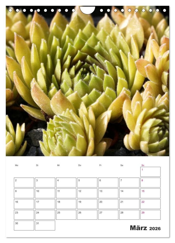 Weitere Ansicht: Ich liebe Sempervivum (Wandkalender 2026 DIN A4 hoch), CALVENDO Monatskalender | Calvendo, Martina Cross