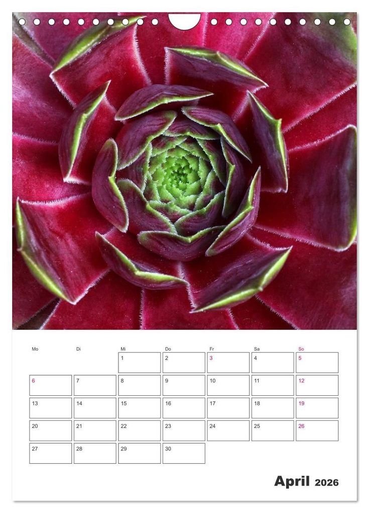 Weitere Ansicht: Ich liebe Sempervivum (Wandkalender 2026 DIN A4 hoch), CALVENDO Monatskalender | Calvendo, Martina Cross