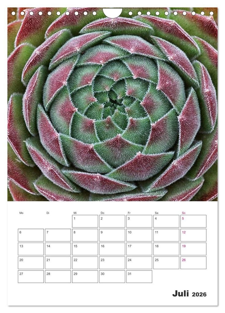 Weitere Ansicht: Ich liebe Sempervivum (Wandkalender 2026 DIN A4 hoch), CALVENDO Monatskalender | Calvendo, Martina Cross