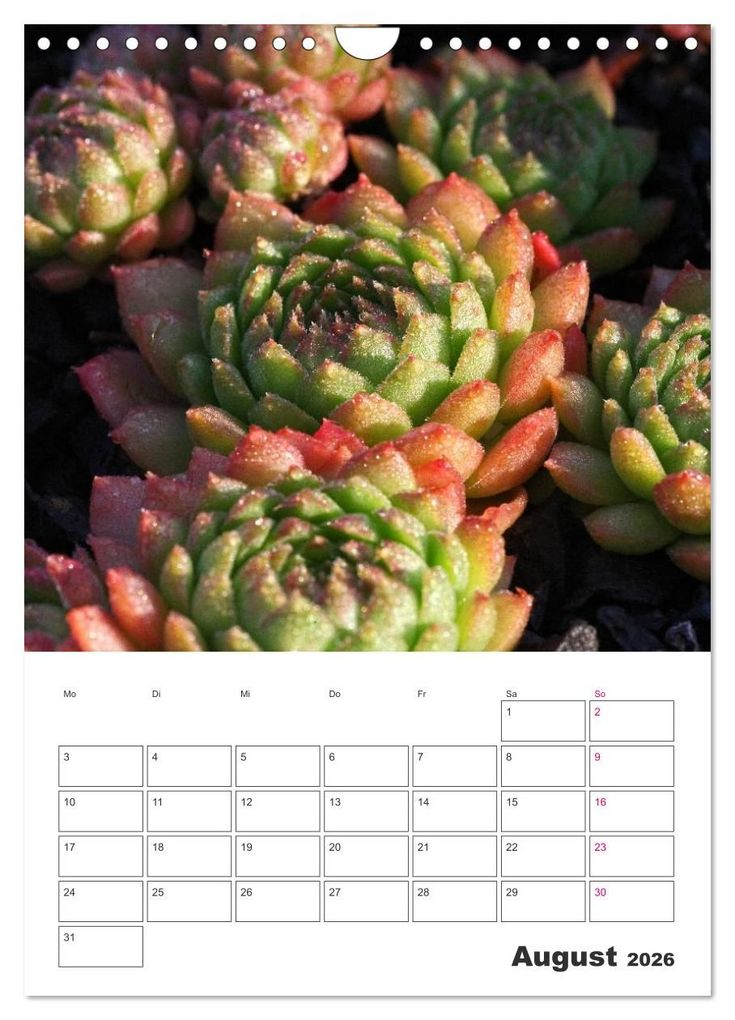 Weitere Ansicht: Ich liebe Sempervivum (Wandkalender 2026 DIN A4 hoch), CALVENDO Monatskalender | Calvendo, Martina Cross