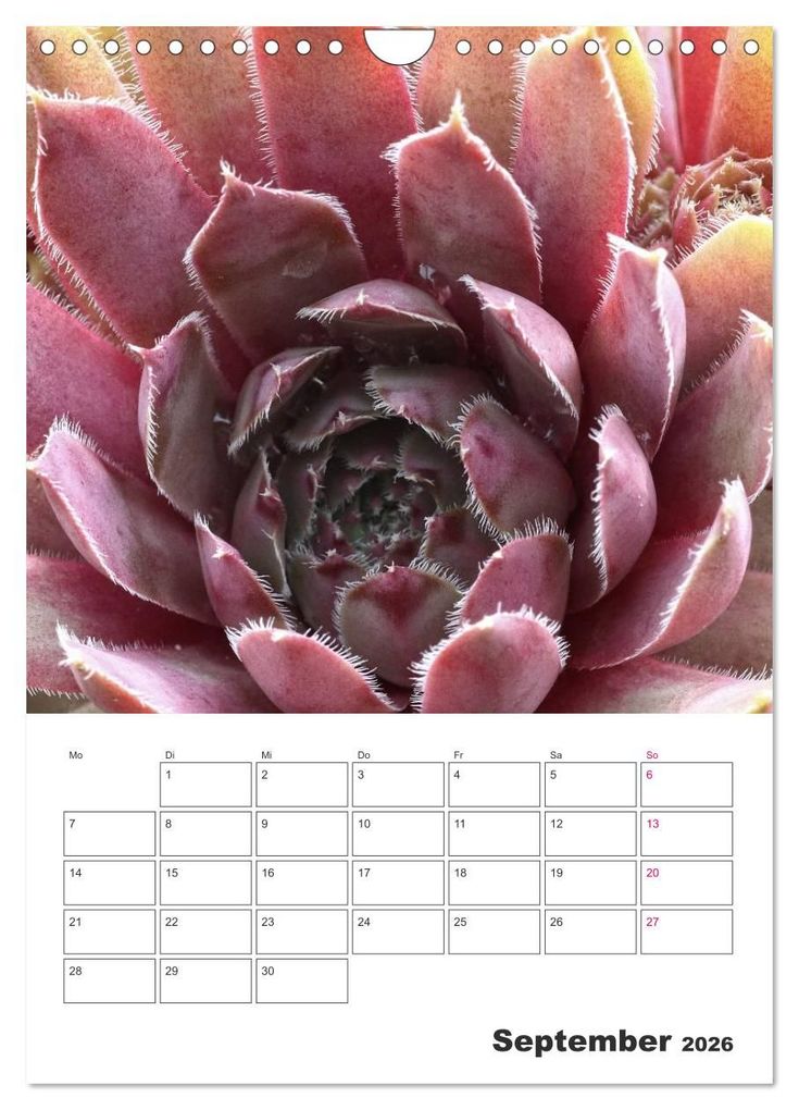 Weitere Ansicht: Ich liebe Sempervivum (Wandkalender 2026 DIN A4 hoch), CALVENDO Monatskalender | Calvendo, Martina Cross