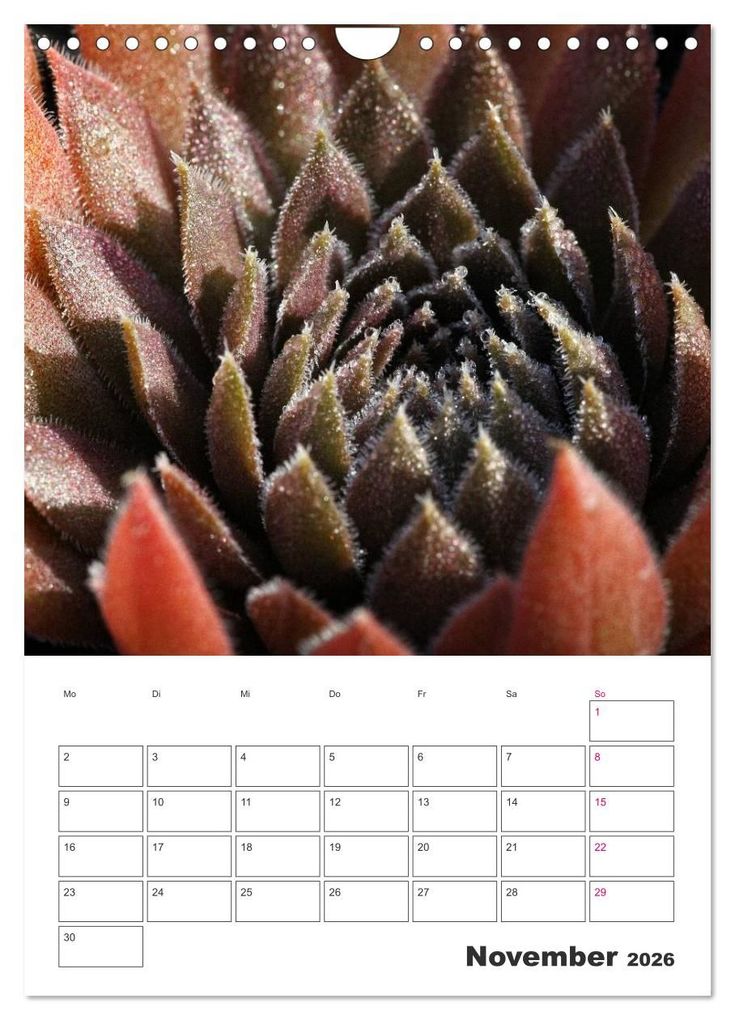 Weitere Ansicht: Ich liebe Sempervivum (Wandkalender 2026 DIN A4 hoch), CALVENDO Monatskalender | Calvendo, Martina Cross