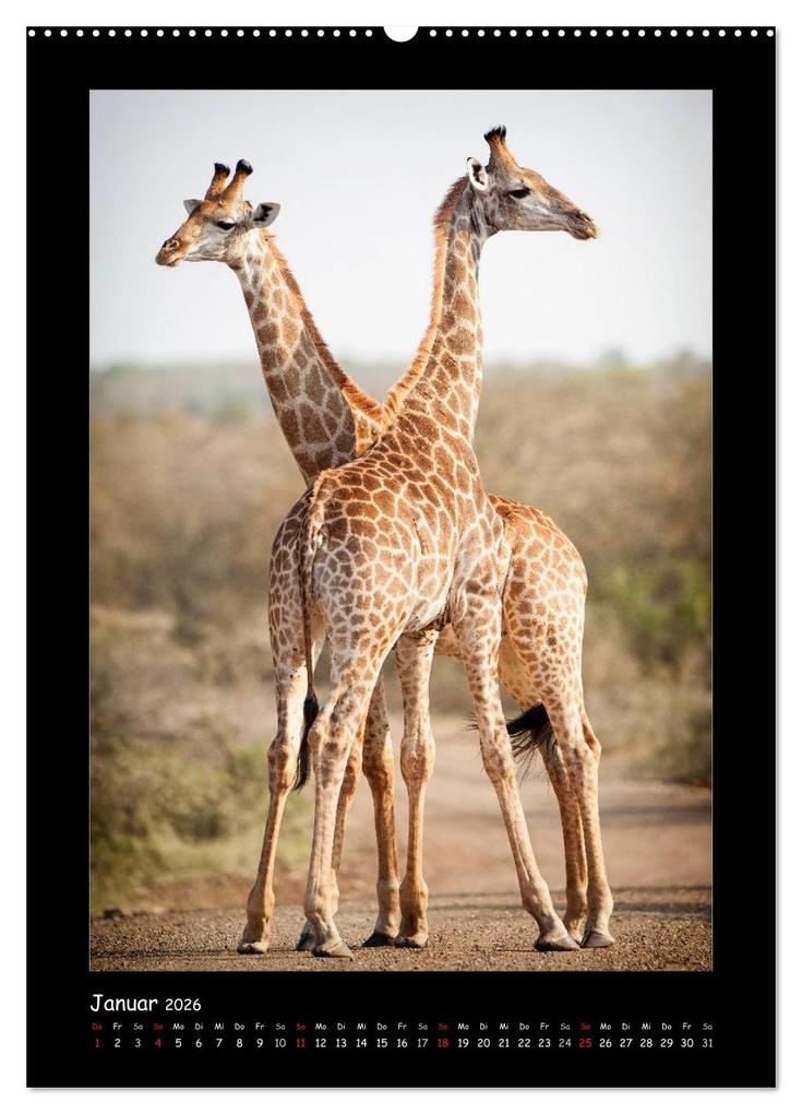 Weitere Ansicht: Südafrika und seine Tierwelt (hochwertiger Premium Wandkalender 2026 DIN A2 hoch), Kunstdruck in Hochglanz | Calvendo, © Kirsten und Holger Karius