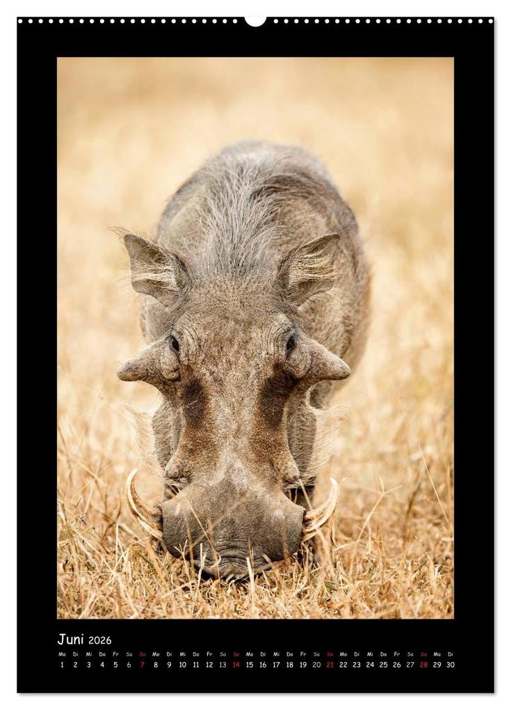 Weitere Ansicht: Südafrika und seine Tierwelt (hochwertiger Premium Wandkalender 2026 DIN A2 hoch), Kunstdruck in Hochglanz | Calvendo, © Kirsten und Holger Karius