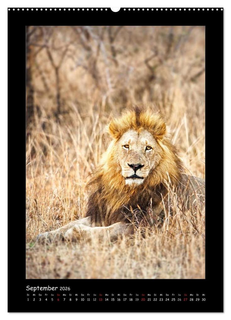 Weitere Ansicht: Südafrika und seine Tierwelt (hochwertiger Premium Wandkalender 2026 DIN A2 hoch), Kunstdruck in Hochglanz | Calvendo, © Kirsten und Holger Karius