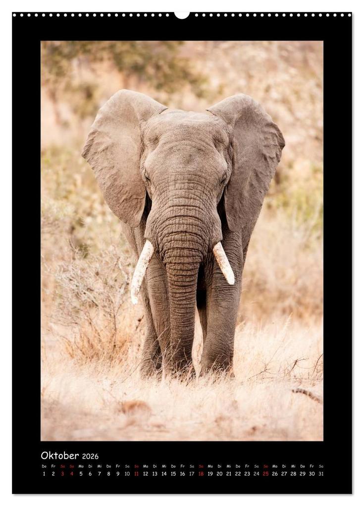 Weitere Ansicht: Südafrika und seine Tierwelt (hochwertiger Premium Wandkalender 2026 DIN A2 hoch), Kunstdruck in Hochglanz | Calvendo, © Kirsten und Holger Karius