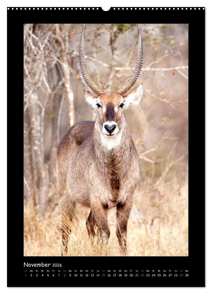Weitere Ansicht: Südafrika und seine Tierwelt (hochwertiger Premium Wandkalender 2026 DIN A2 hoch), Kunstdruck in Hochglanz | Calvendo, © Kirsten und Holger Karius