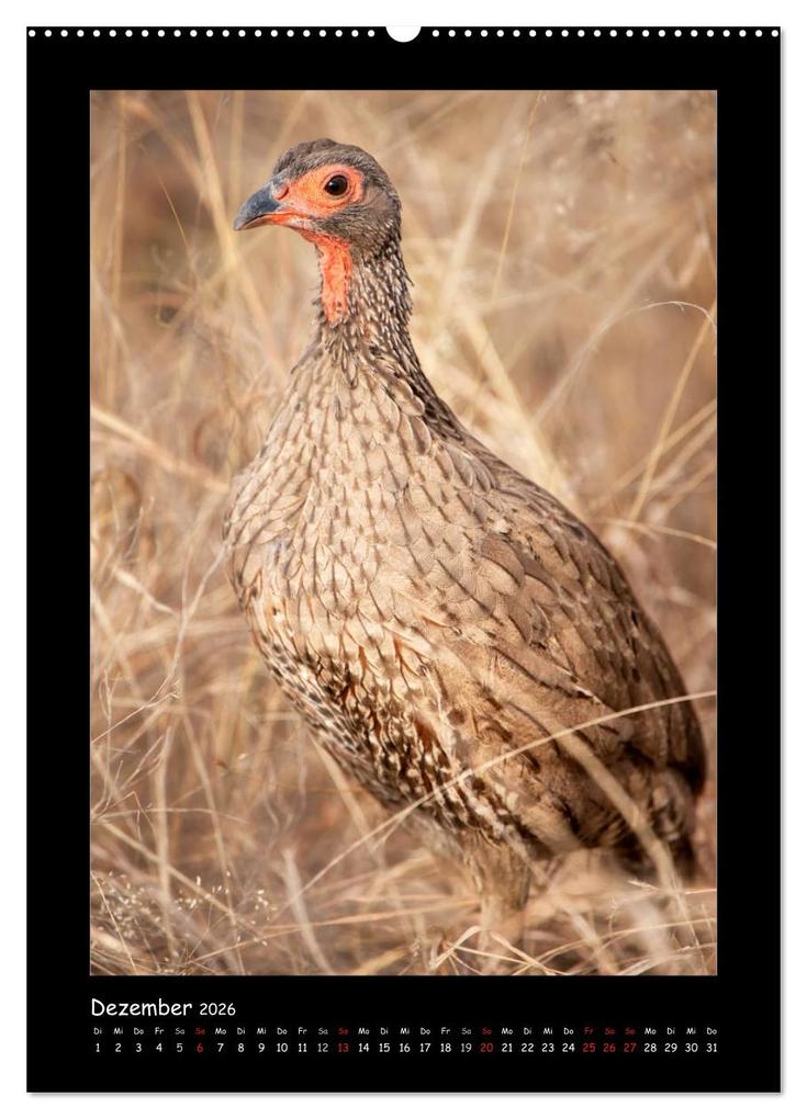 Weitere Ansicht: Südafrika und seine Tierwelt (hochwertiger Premium Wandkalender 2026 DIN A2 hoch), Kunstdruck in Hochglanz | Calvendo, © Kirsten und Holger Karius