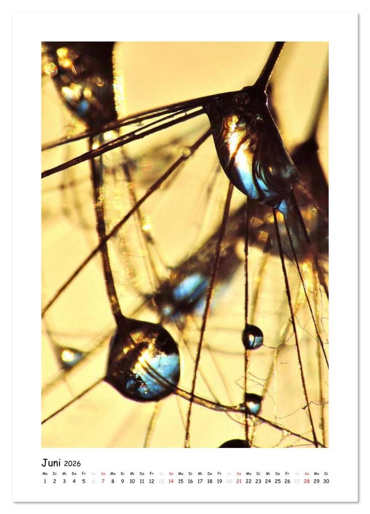 Weitere Ansicht: Die Pusteblume neu erleben (Wandkalender 2026 DIN A4 hoch), CALVENDO Monatskalender | Julia Delgado, Calvendo
