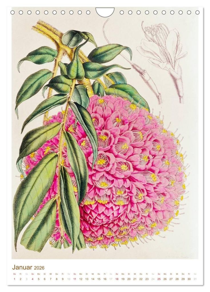 Weitere Ansicht: Blüten: Zeichnungen und Stiche aus dem 19. Jahrhundert (Wandkalender 2026 DIN A4 hoch), CALVENDO Monatskalender | CALVENDO CALVENDO, Calvendo