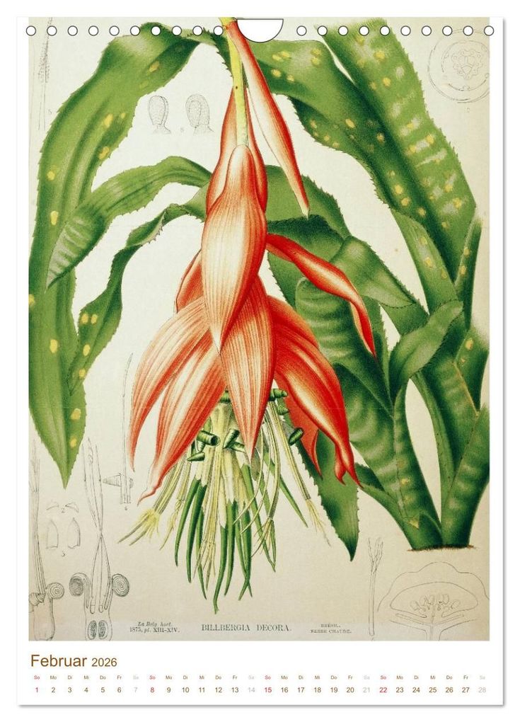 Weitere Ansicht: Blüten: Zeichnungen und Stiche aus dem 19. Jahrhundert (Wandkalender 2026 DIN A4 hoch), CALVENDO Monatskalender | CALVENDO CALVENDO, Calvendo