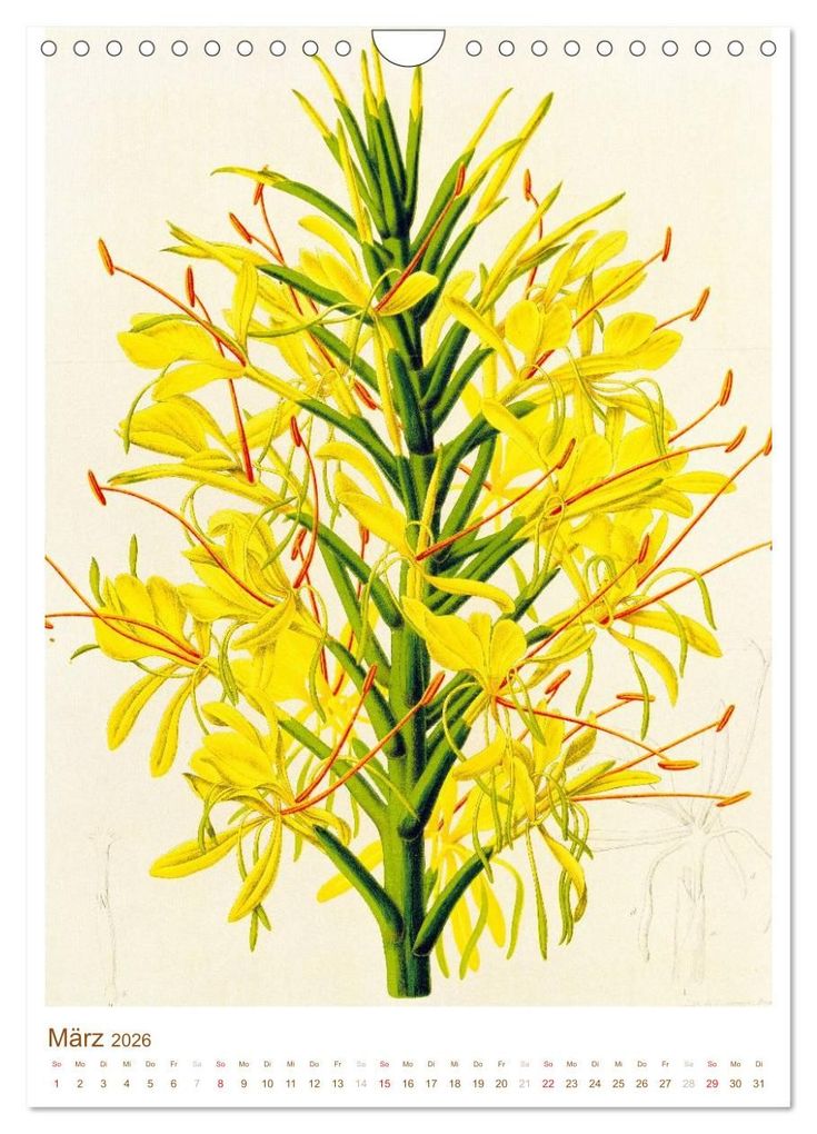 Weitere Ansicht: Blüten: Zeichnungen und Stiche aus dem 19. Jahrhundert (Wandkalender 2026 DIN A4 hoch), CALVENDO Monatskalender | CALVENDO CALVENDO, Calvendo