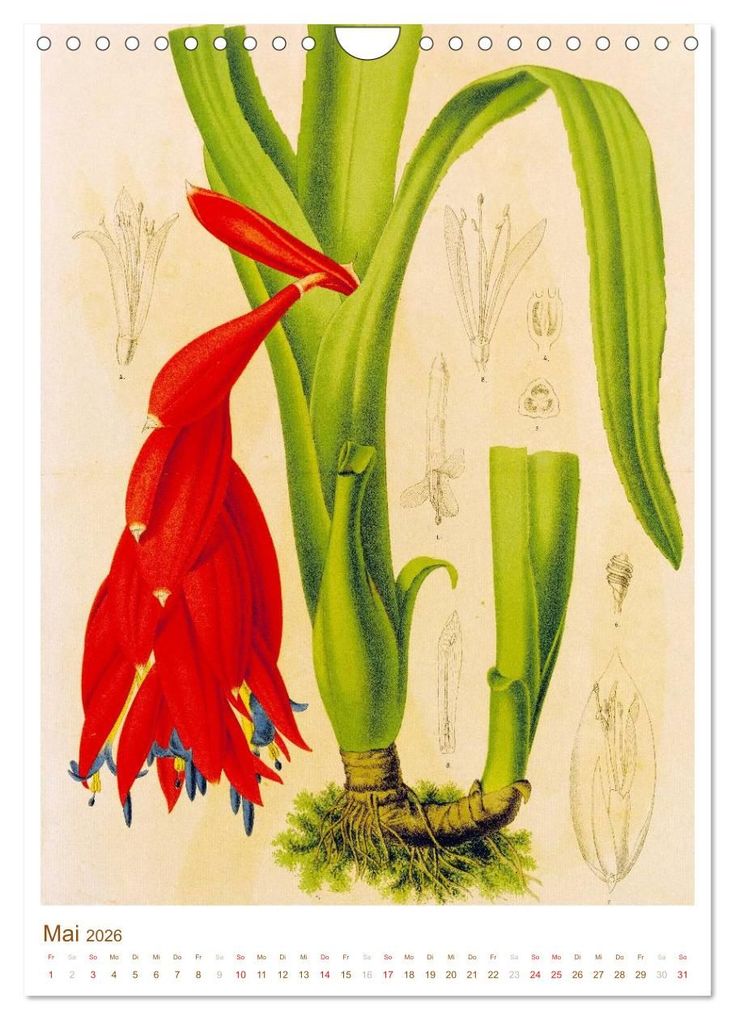 Weitere Ansicht: Blüten: Zeichnungen und Stiche aus dem 19. Jahrhundert (Wandkalender 2026 DIN A4 hoch), CALVENDO Monatskalender | CALVENDO CALVENDO, Calvendo