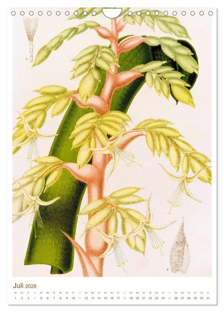 Weitere Ansicht: Blüten: Zeichnungen und Stiche aus dem 19. Jahrhundert (Wandkalender 2026 DIN A4 hoch), CALVENDO Monatskalender | CALVENDO CALVENDO, Calvendo