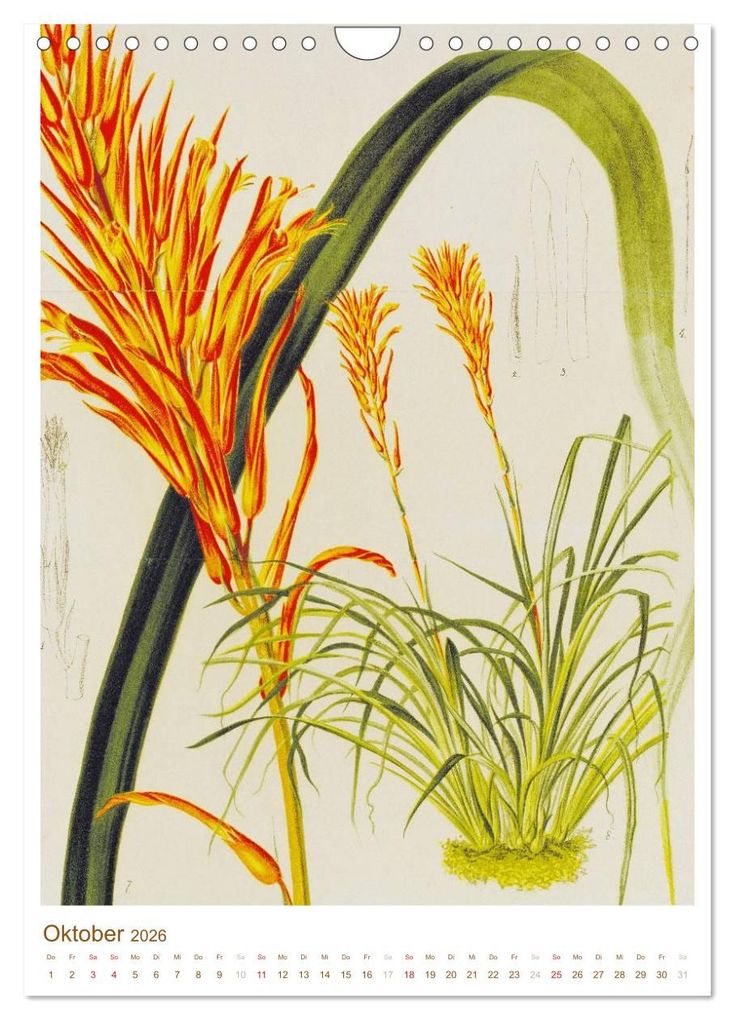 Weitere Ansicht: Blüten: Zeichnungen und Stiche aus dem 19. Jahrhundert (Wandkalender 2026 DIN A4 hoch), CALVENDO Monatskalender | CALVENDO CALVENDO, Calvendo