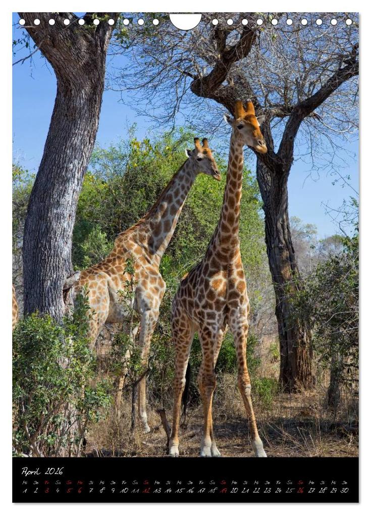 Weitere Ansicht: Südafrika - Sehenswerte Panorama Route (Wandkalender 2026 DIN A4 hoch), CALVENDO Monatskalender | Thomas Klinder, Calvendo