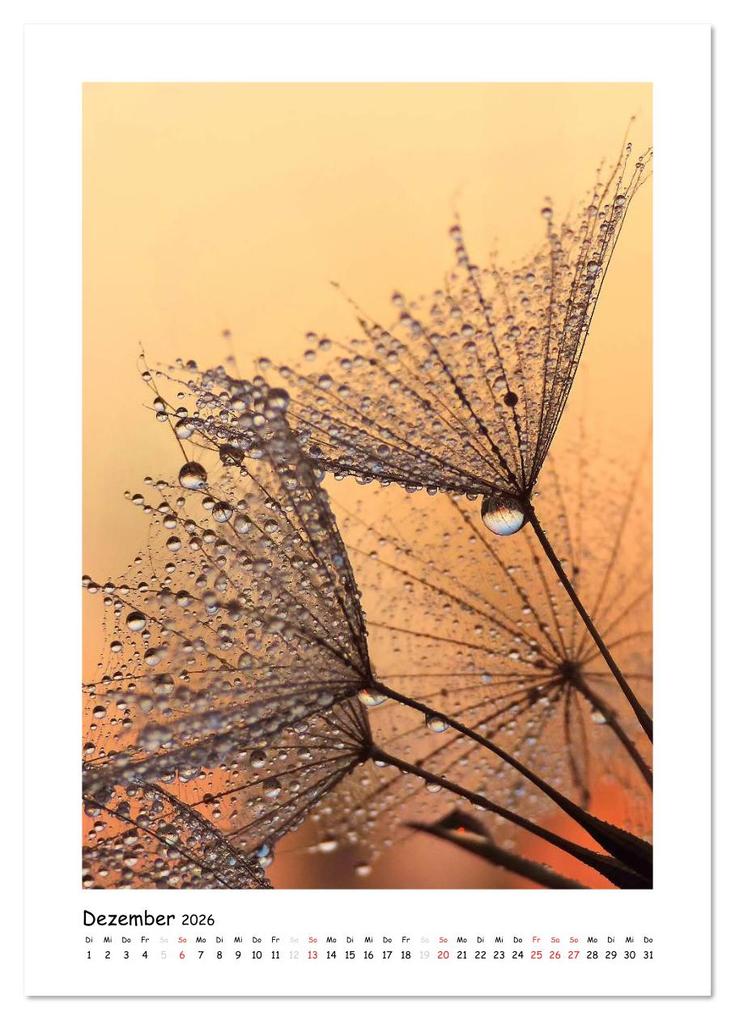 Weitere Ansicht: Die Pusteblume neu erleben (Wandkalender 2026 DIN A3 hoch), CALVENDO Monatskalender | Julia Delgado, Calvendo