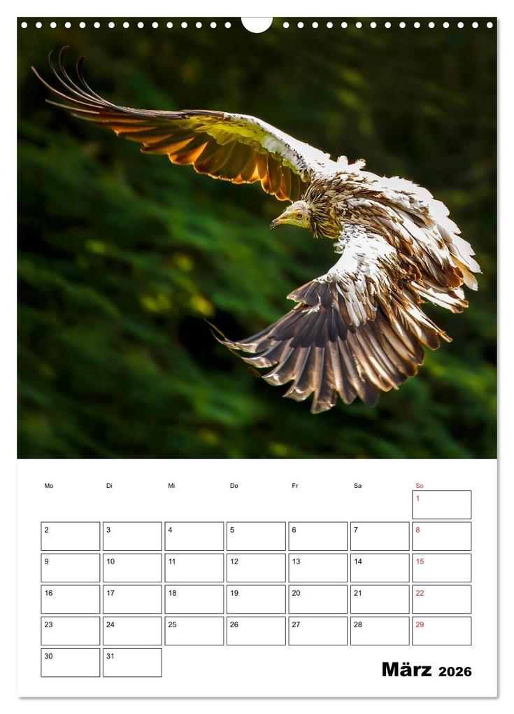 Weitere Ansicht: Raub- und Greifvögel im Flug (Wandkalender 2026 DIN A3 hoch), CALVENDO Monatskalender | Gabriela Wernicke-Marfo, Calvendo