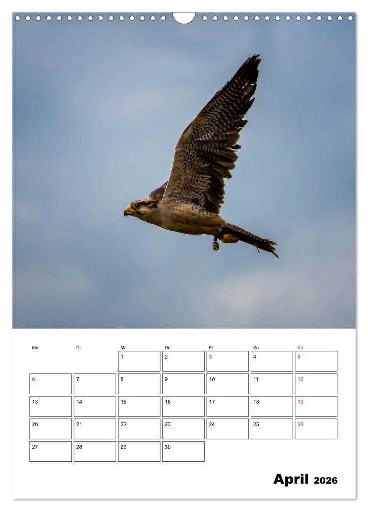 Weitere Ansicht: Raub- und Greifvögel im Flug (Wandkalender 2026 DIN A3 hoch), CALVENDO Monatskalender | Gabriela Wernicke-Marfo, Calvendo
