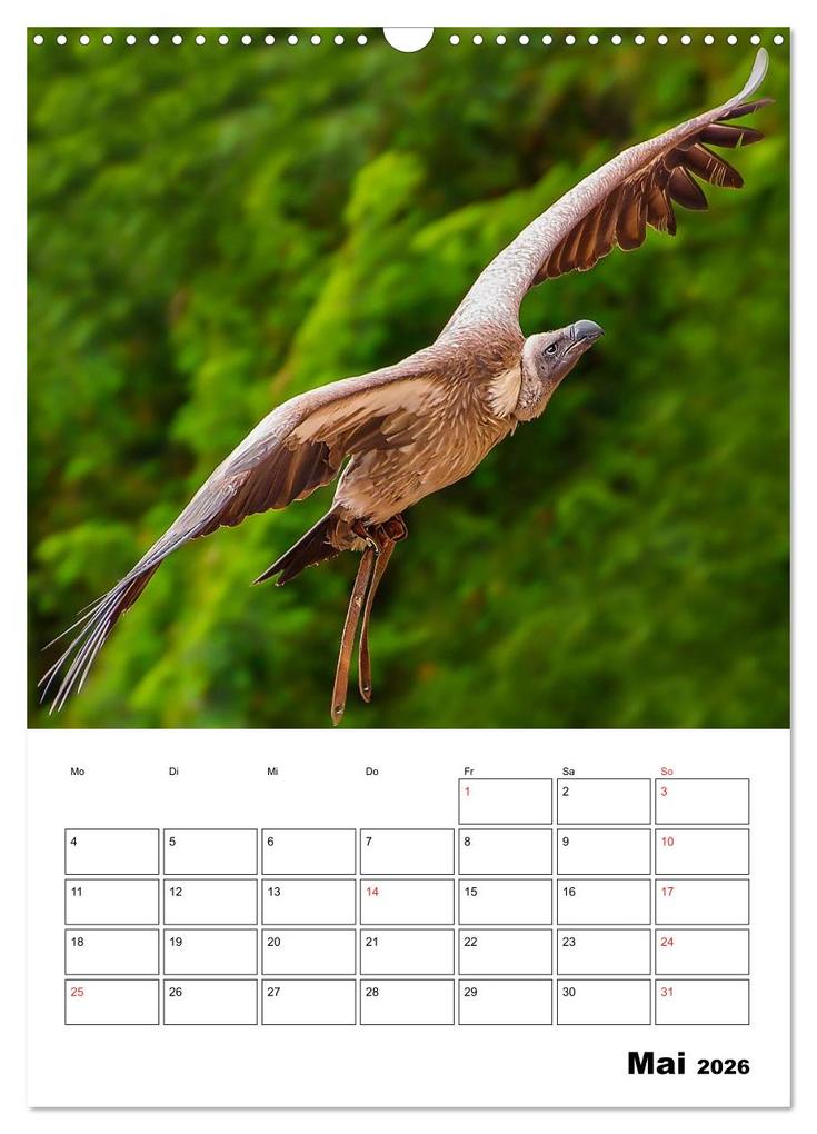 Weitere Ansicht: Raub- und Greifvögel im Flug (Wandkalender 2026 DIN A3 hoch), CALVENDO Monatskalender | Gabriela Wernicke-Marfo, Calvendo