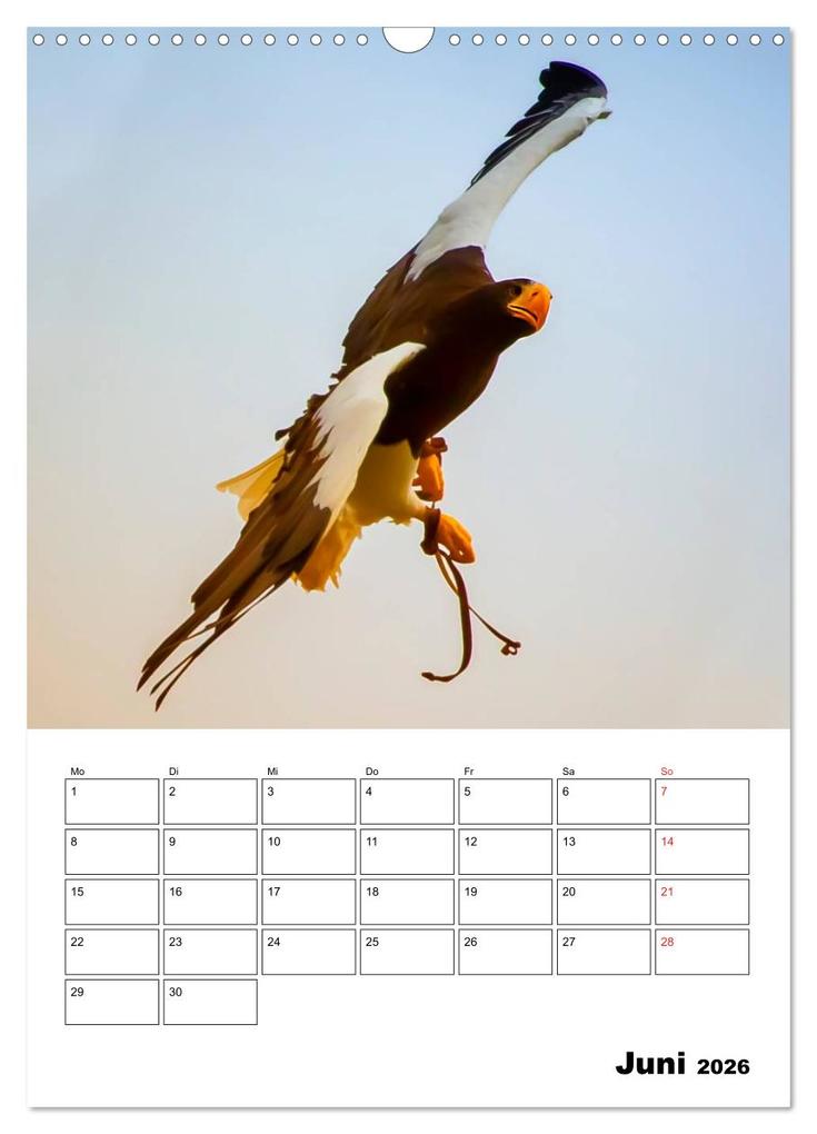 Weitere Ansicht: Raub- und Greifvögel im Flug (Wandkalender 2026 DIN A3 hoch), CALVENDO Monatskalender | Gabriela Wernicke-Marfo, Calvendo