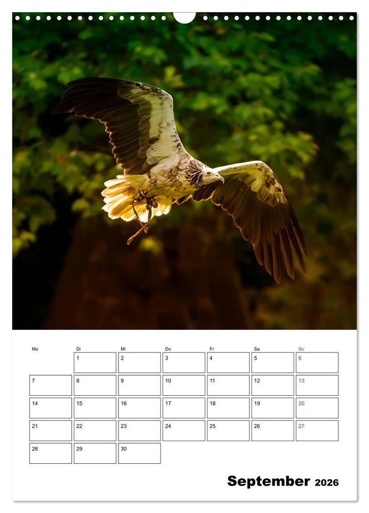 Weitere Ansicht: Raub- und Greifvögel im Flug (Wandkalender 2026 DIN A3 hoch), CALVENDO Monatskalender | Gabriela Wernicke-Marfo, Calvendo