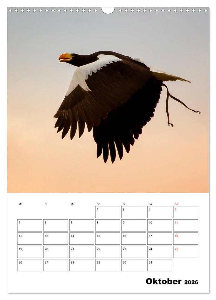 Weitere Ansicht: Raub- und Greifvögel im Flug (Wandkalender 2026 DIN A3 hoch), CALVENDO Monatskalender | Gabriela Wernicke-Marfo, Calvendo