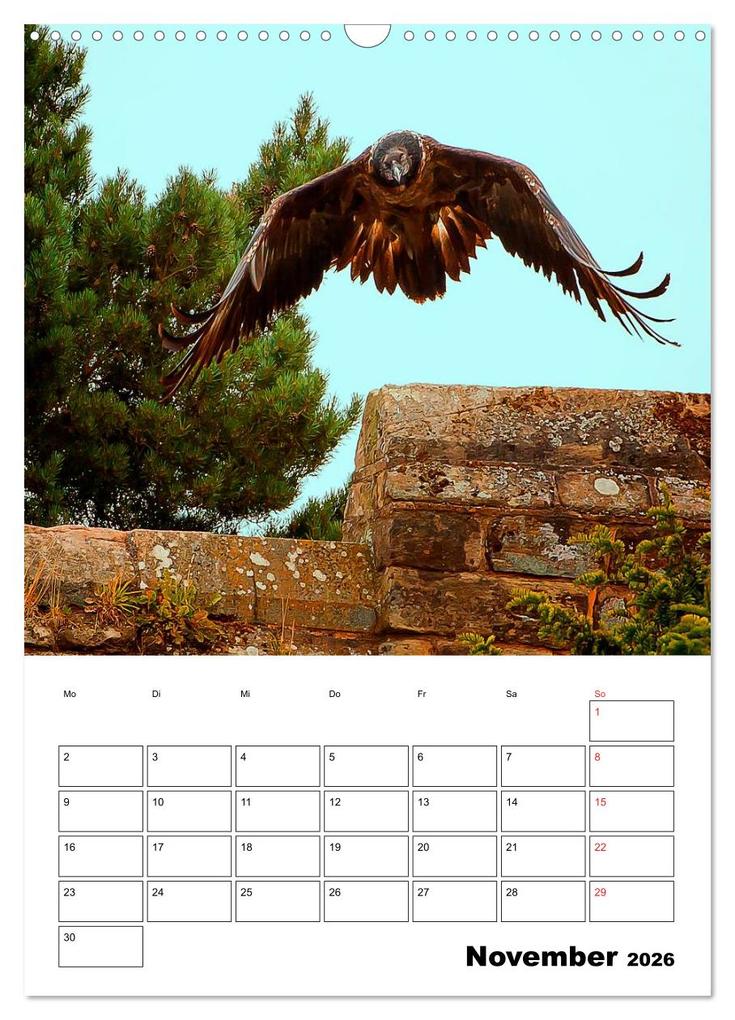 Weitere Ansicht: Raub- und Greifvögel im Flug (Wandkalender 2026 DIN A3 hoch), CALVENDO Monatskalender | Gabriela Wernicke-Marfo, Calvendo