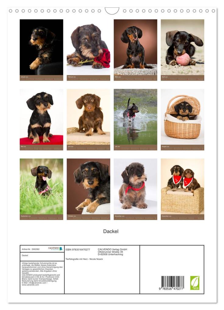 Weitere Ansicht: Dackel (Wandkalender 2026 DIN A3 hoch), CALVENDO Monatskalender | Nicole Noack, Calvendo