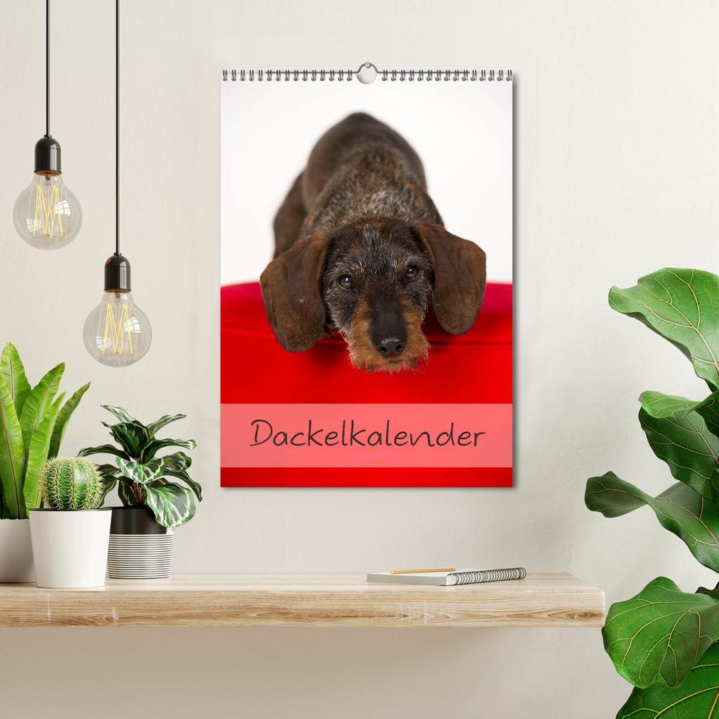 Weitere Ansicht: Dackel (Wandkalender 2026 DIN A3 hoch), CALVENDO Monatskalender | Nicole Noack, Calvendo
