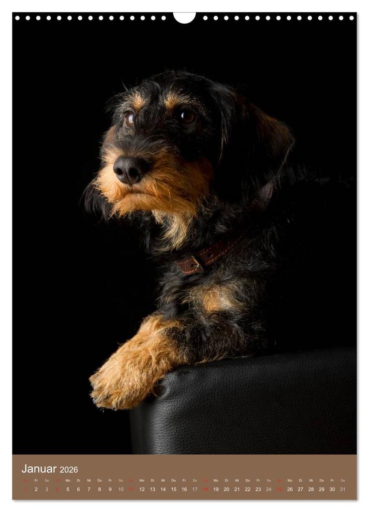 Weitere Ansicht: Dackel (Wandkalender 2026 DIN A3 hoch), CALVENDO Monatskalender | Nicole Noack, Calvendo
