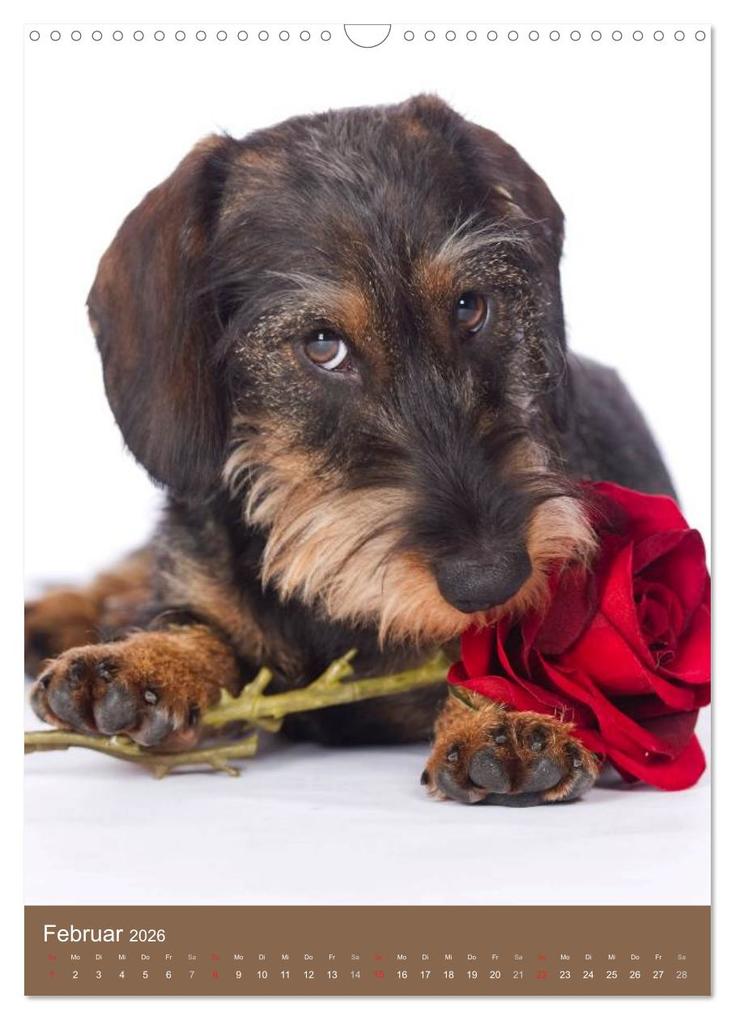 Weitere Ansicht: Dackel (Wandkalender 2026 DIN A3 hoch), CALVENDO Monatskalender | Nicole Noack, Calvendo