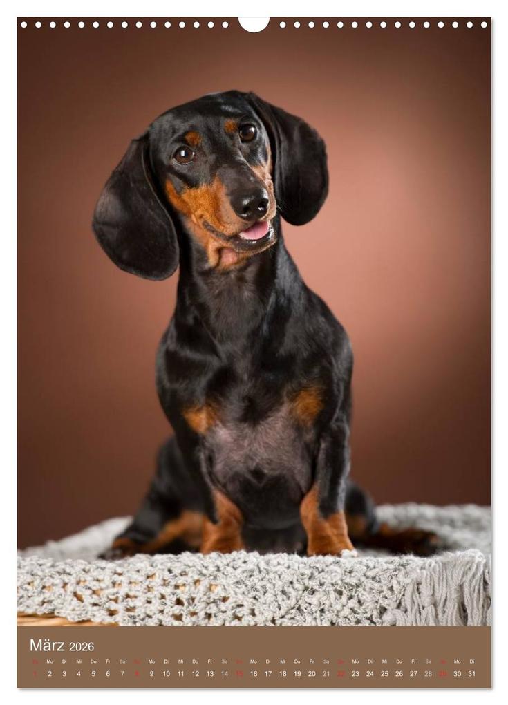 Weitere Ansicht: Dackel (Wandkalender 2026 DIN A3 hoch), CALVENDO Monatskalender | Nicole Noack, Calvendo