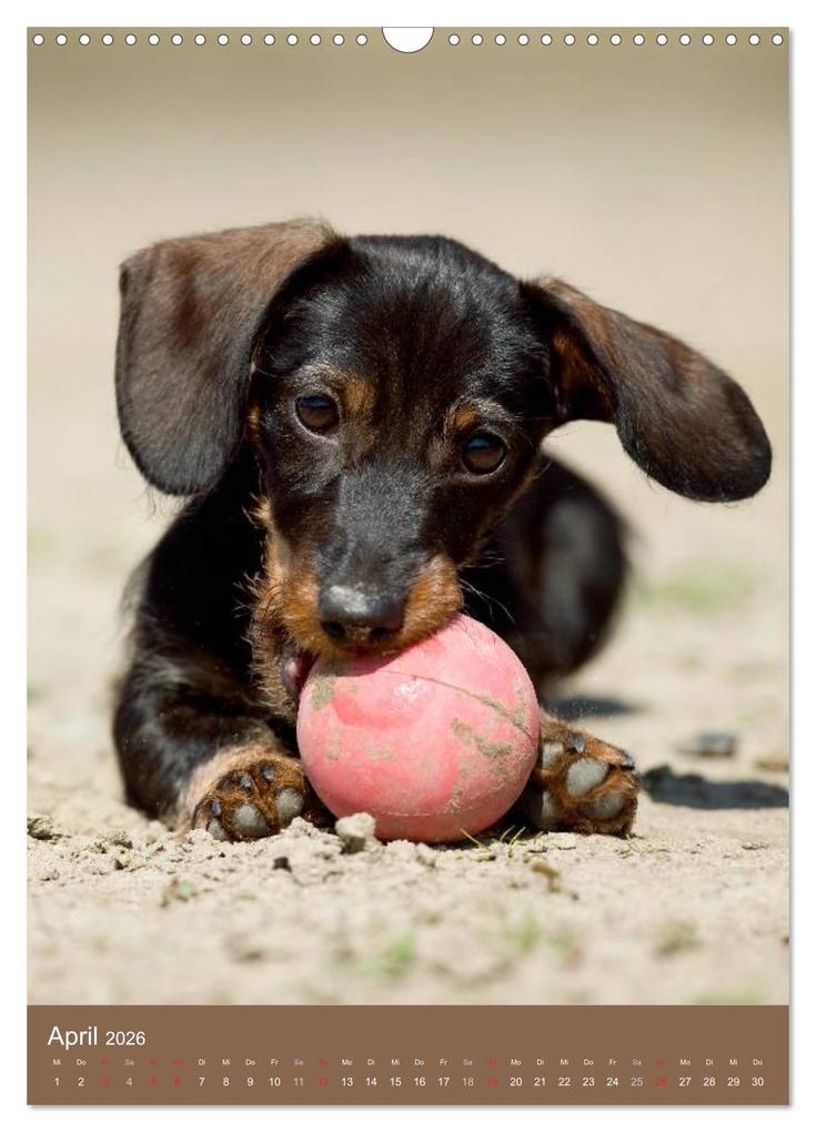 Weitere Ansicht: Dackel (Wandkalender 2026 DIN A3 hoch), CALVENDO Monatskalender | Nicole Noack, Calvendo