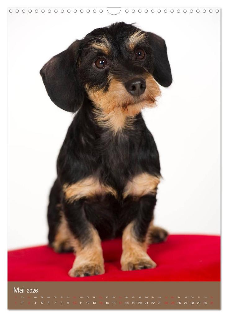 Weitere Ansicht: Dackel (Wandkalender 2026 DIN A3 hoch), CALVENDO Monatskalender | Nicole Noack, Calvendo