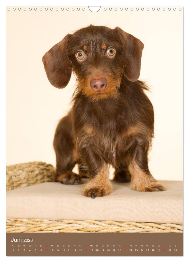 Weitere Ansicht: Dackel (Wandkalender 2026 DIN A3 hoch), CALVENDO Monatskalender | Nicole Noack, Calvendo