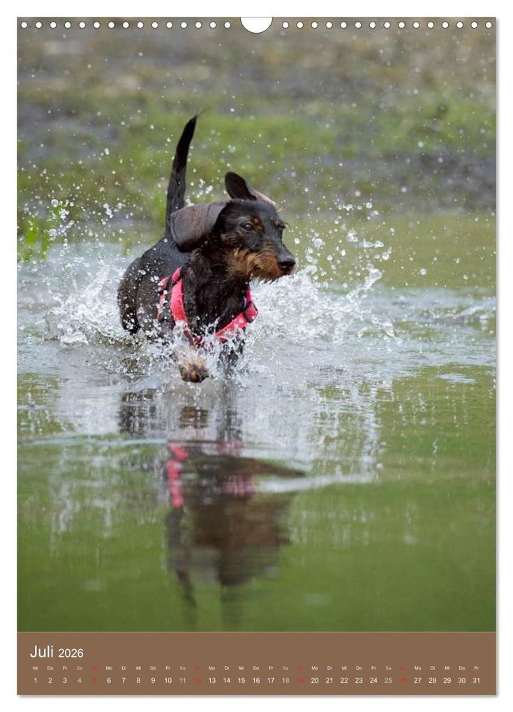 Weitere Ansicht: Dackel (Wandkalender 2026 DIN A3 hoch), CALVENDO Monatskalender | Nicole Noack, Calvendo