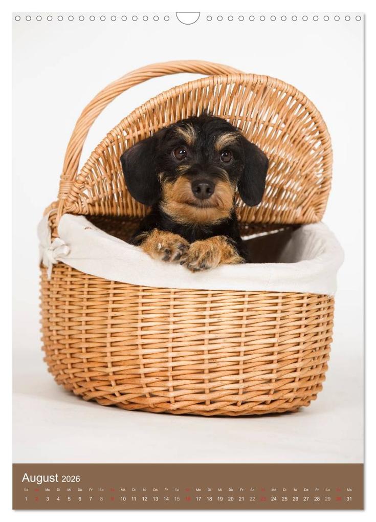 Weitere Ansicht: Dackel (Wandkalender 2026 DIN A3 hoch), CALVENDO Monatskalender | Nicole Noack, Calvendo