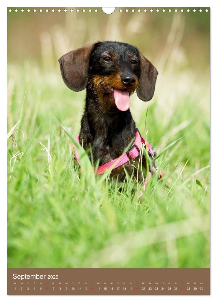 Weitere Ansicht: Dackel (Wandkalender 2026 DIN A3 hoch), CALVENDO Monatskalender | Nicole Noack, Calvendo