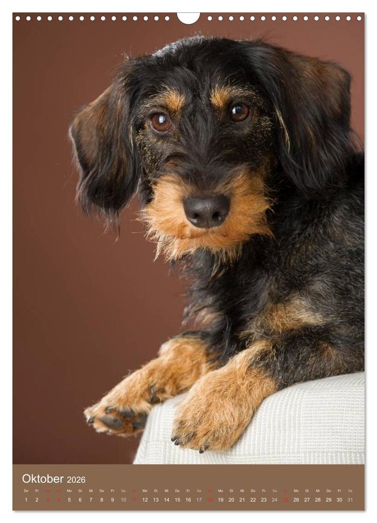 Weitere Ansicht: Dackel (Wandkalender 2026 DIN A3 hoch), CALVENDO Monatskalender | Nicole Noack, Calvendo